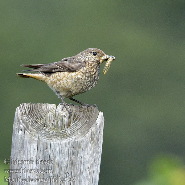 Monticola saxatilis 白背矶鸫 Дрозд каменный пестрый