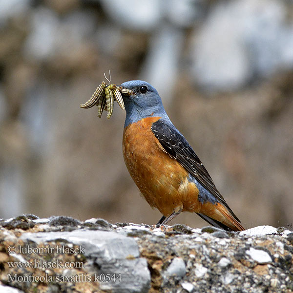 Monticola saxatilis Кам'яний дрізд Taşkızılı