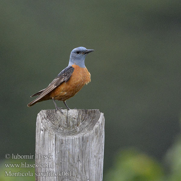 Monticola saxatilis Rufous-tailed Rock-Thrush