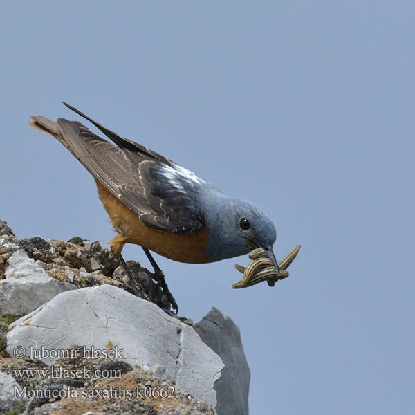 Monticola saxatilis Mierlă de piatră Пъстър скален дрозд