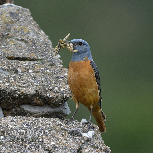 Monticola saxatilis Skalník zpěvný