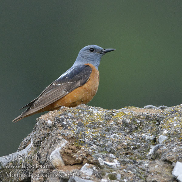 Monticola saxatilis Дрозд каменный пестрый