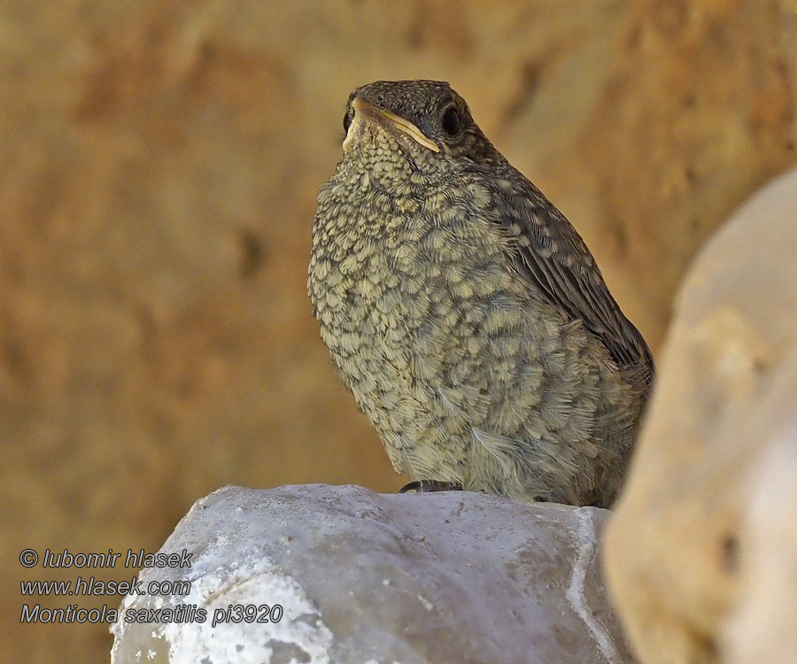 Roquero Rojo Stendrossel Monticola saxatilis