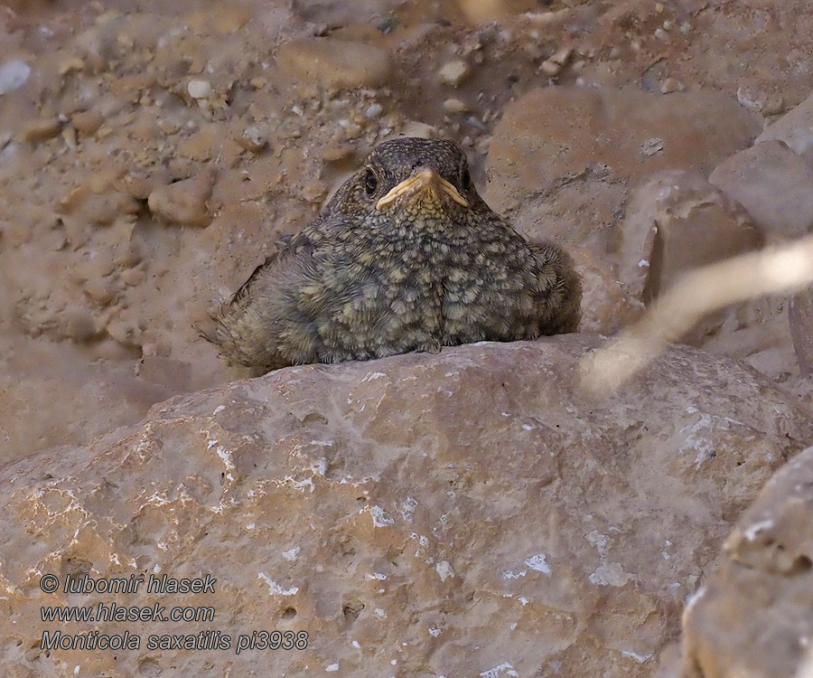 Skalník zpěvný Monticola saxatilis