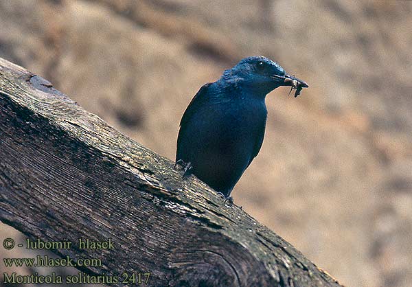 Roquero Solitario Skalník modrý Blådrossel Blauwe Rotslijster Sinirastas Passero solitario Blåtrost Blåtrast Kék kövirigó 藍磯鶇 Синий каменный дрозд イソヒヨドリ سمنة الصخور الزرقاء 바다직박구리 Γαλαζοκότσυφας Melro-azul Скеляр синій Gökardıç צוקית בודדת Синият скален дрозд Skaliar modrý Puščavec Modrokos модрокос Monticola solitarius Blue Rock Thrush Blaumerle Monticole bleu