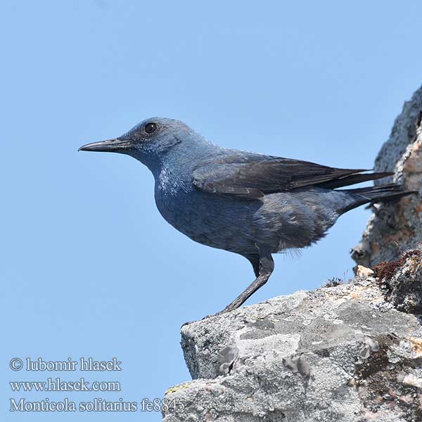 Skaliar modrý Puščavec Modrokos модрокос Monticola solitarius Blue Rock Thrush Blaumerle Monticole bleu Roquero Solitario Skalník modrý Blådrossel Blauwe Rotslijster Sinirastas Passero solitario Blåtrost Blåtrast Kék kövirigó 藍磯鶇 Синий каменный дрозд イソヒヨドリ Melro-azul سمنة الصخور الزرقاء Скеляр синій 바다직박구리 Γαλαζοκότσυφας Gökardıç צוקית בודדת Синият скален дрозд