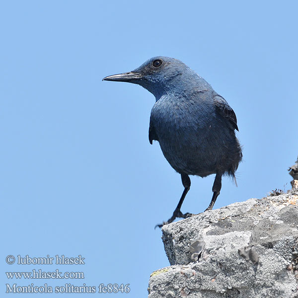 Skaliar modrý Puščavec Modrokos модрокос Monticola solitarius Blue Rock Thrush Blaumerle Monticole bleu Roquero Solitario Skalník modrý Blådrossel Blauwe Rotslijster Sinirastas Passero solitario Blåtrost Blåtrast Kék kövirigó 藍磯鶇 Синий каменный дрозд イソヒヨドリ Melro-azul سمنة الصخور الزرقاء Скеляр синій 바다직박구리 Γαλαζοκότσυφας Gökardıç צוקית בודדת Синият скален дрозд