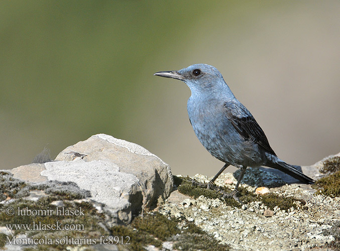 Blue Rock Thrush Blaumerle Monticole bleu Roquero Solitario Skalník modrý Blådrossel Blauwe Rotslijster Sinirastas Passero solitario Blåtrost Blåtrast Kék kövirigó 藍磯鶇 Синий каменный дрозд イソヒヨドリ Melro-azul سمنة الصخور الزرقاء Скеляр синій 바다직박구리 Γαλαζοκότσυφας Gökardıç צוקית בודדת Синият скален дрозд Skaliar modrý Puščavec Modrokos модрокос Monticola solitarius