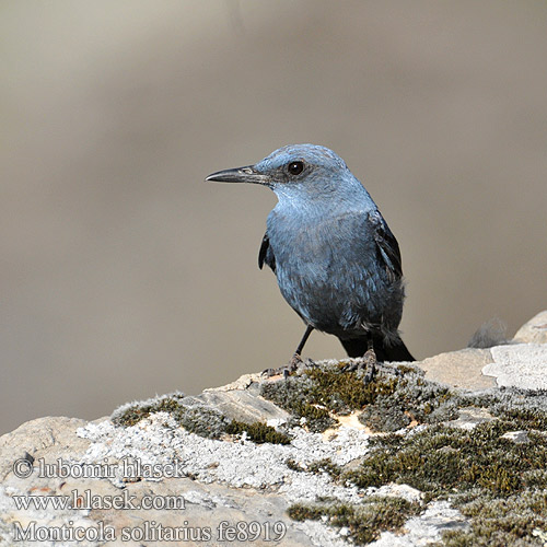 Blaumerle Monticole bleu Roquero Solitario Skalník modrý Blådrossel Blauwe Rotslijster Sinirastas Passero solitario Blåtrost Blåtrast Kék kövirigó 藍磯鶇 Синий каменный дрозд イソヒヨドリ Melro-azul سمنة الصخور الزرقاء Скеляр синій 바다직박구리 Γαλαζοκότσυφας Gökardıç צוקית בודדת Синият скален дрозд Skaliar modrý Puščavec Modrokos модрокос Monticola solitarius Blue Rock Thrush