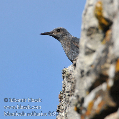 Monticole bleu Roquero Solitario Skalník modrý Blådrossel Blauwe Rotslijster Sinirastas Passero solitario Blåtrost Blåtrast Kék kövirigó 藍磯鶇 Синий каменный дрозд イソヒヨドリ Melro-azul سمنة الصخور الزرقاء Скеляр синій 바다직박구리 Γαλαζοκότσυφας Gökardıç צוקית בודדת Синият скален дрозд Skaliar modrý Puščavec Modrokos модрокос Monticola solitarius Blue Rock Thrush Blaumerle