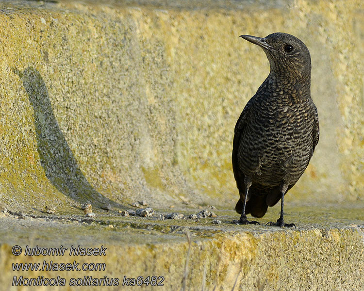 Monticola solitarius Blue Rock Thrush