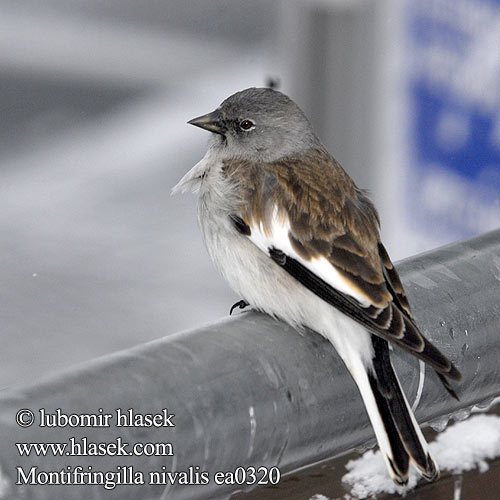 Fringuello alpino ユキスズメ Sneeuwvink White-winged Snowfinch