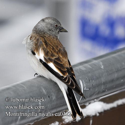 White-winged Snowfinch śnieżka Snöfink Снежна чинка