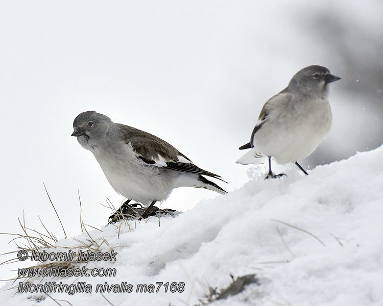 Снежный вьюрок Montifringilla nivalis