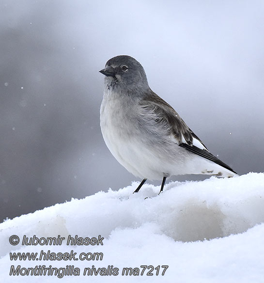 Pardal-alpino Montifringilla nivalis