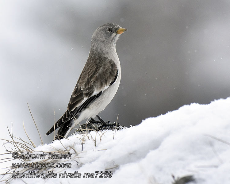 Schneefink Montifringilla nivalis