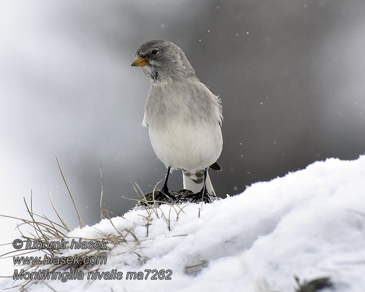 Schneesperling Montifringilla nivalis