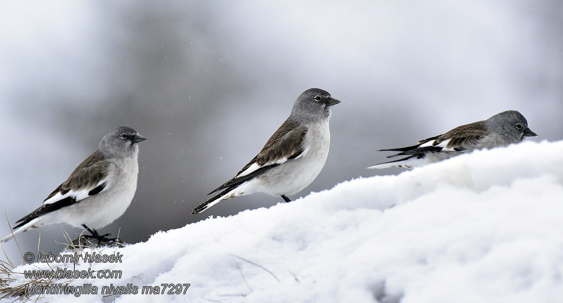 Gorrión Alpino Montifringilla nivalis