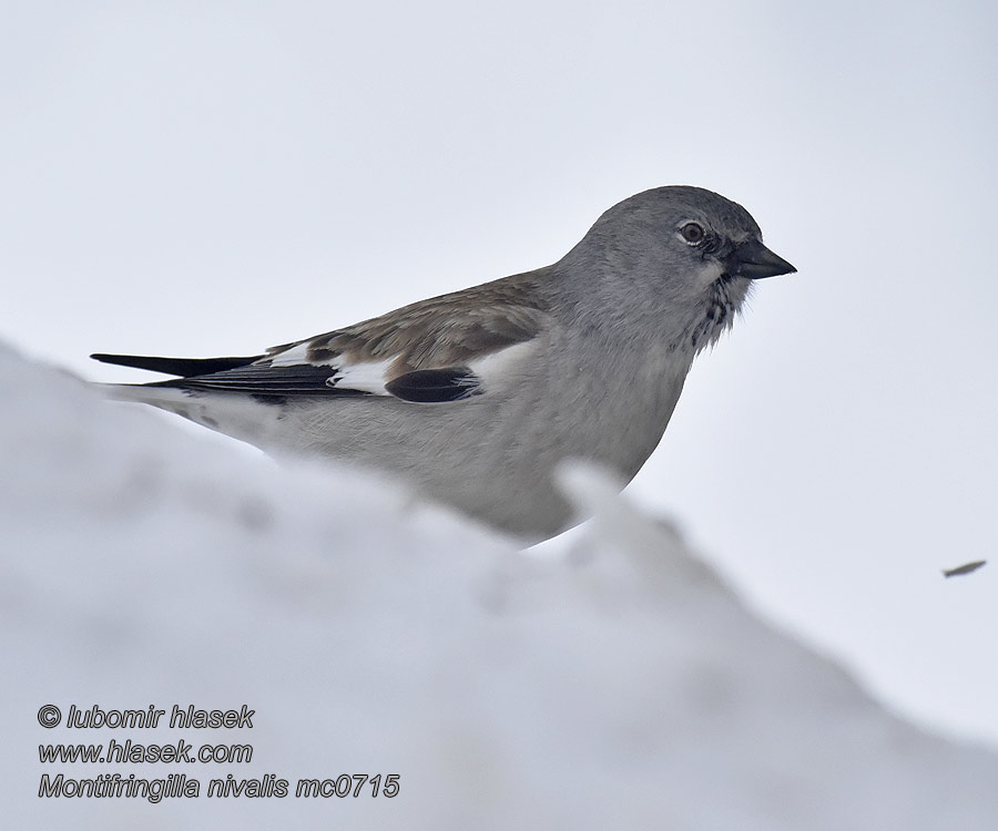 Montifringilla nivalis