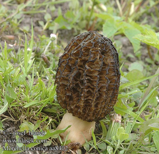 Morchella conica aa8402