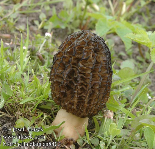 Morchella elata aa8402