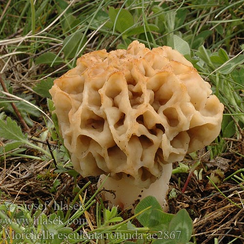 Morchella esculenta rotunda ae2867