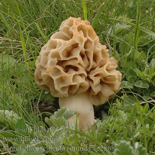 Morchella esculenta rotunda ae2868