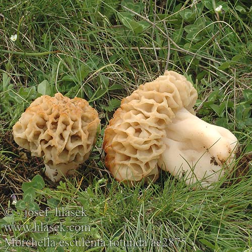 Morchella esculenta rotunda ae2875