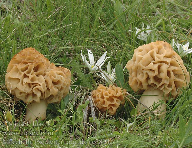 Morchella esculenta rotunda ae2894