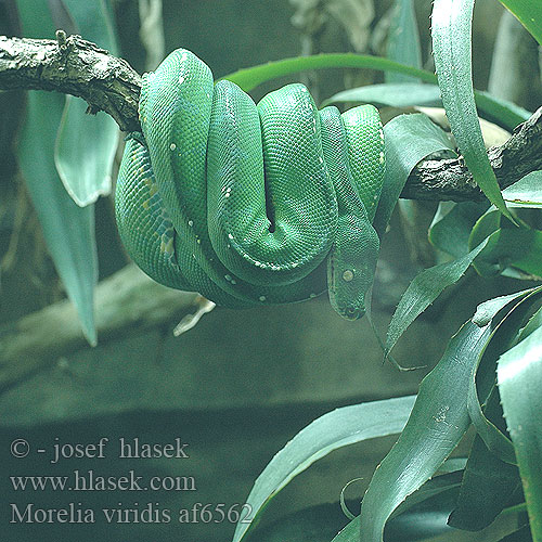 Morelia viridis Krajta zelená Grüner Baumpython Python vert Groene boompython ミドリニシキヘビ Trepyton Pyton zielony Pitão-verde-arborícola Зелёный питон Green tree python Pytón zelený Puupyton 綠樹蟒 Grön trädpyton งูหลามต้นไม้สีเขียว