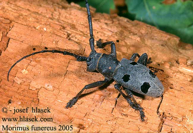 Morimus funereus asper Буков сечко Gyászcincér Trauerbock Croitorul cenusiu Моримус тёмный Bukov kozliček Морімус блакитний