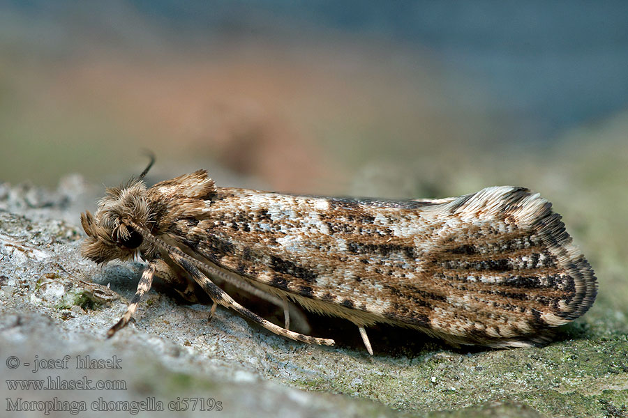 Morophaga choragella Mol horský Trúdnikovec menší