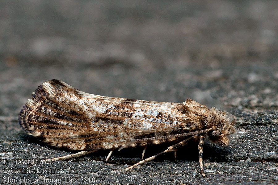 Morophaga choragella Моль-трутовка малая Elfenbankjesmot