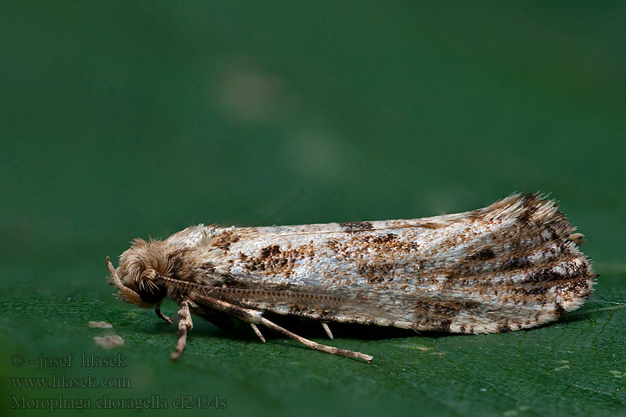 Mol horský Morophaga choragella