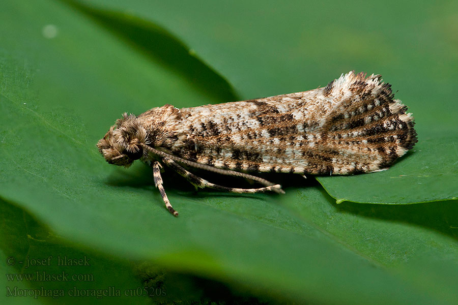 Morophaga choragella