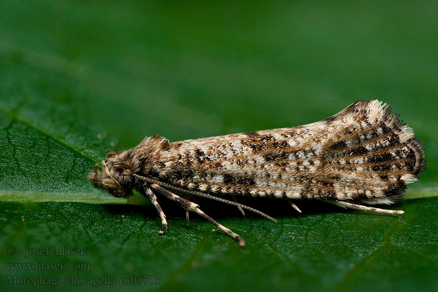 Morophaga choragella