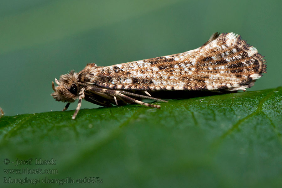 Morophaga choragella