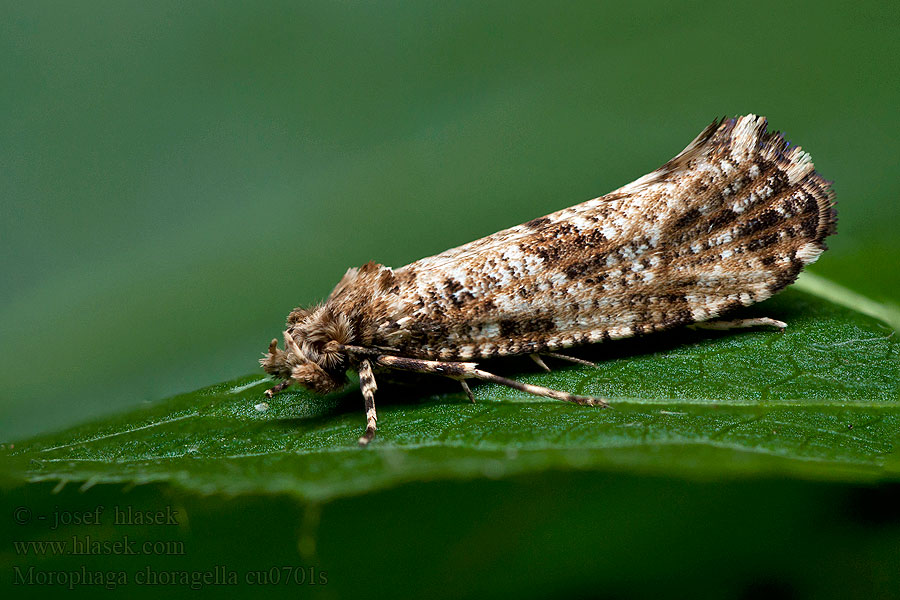 Morophaga choragella