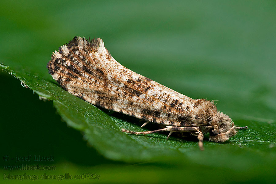 Morophaga choragella