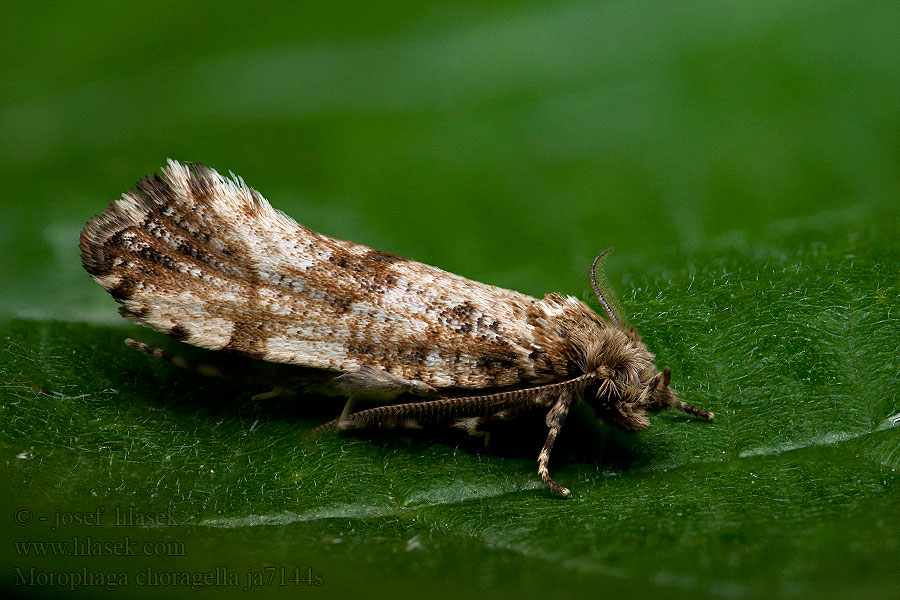 Morophaga choragella