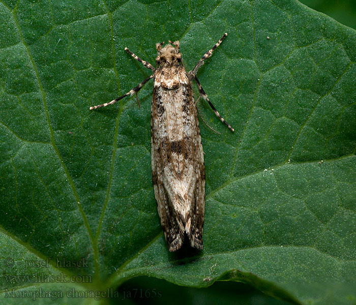 Morophaga choragella