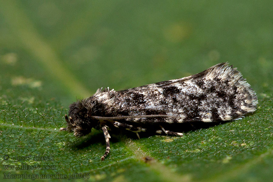 Morophaga morellus