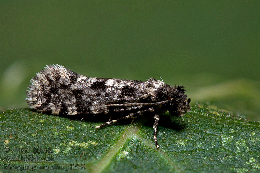 Morophaga morellus