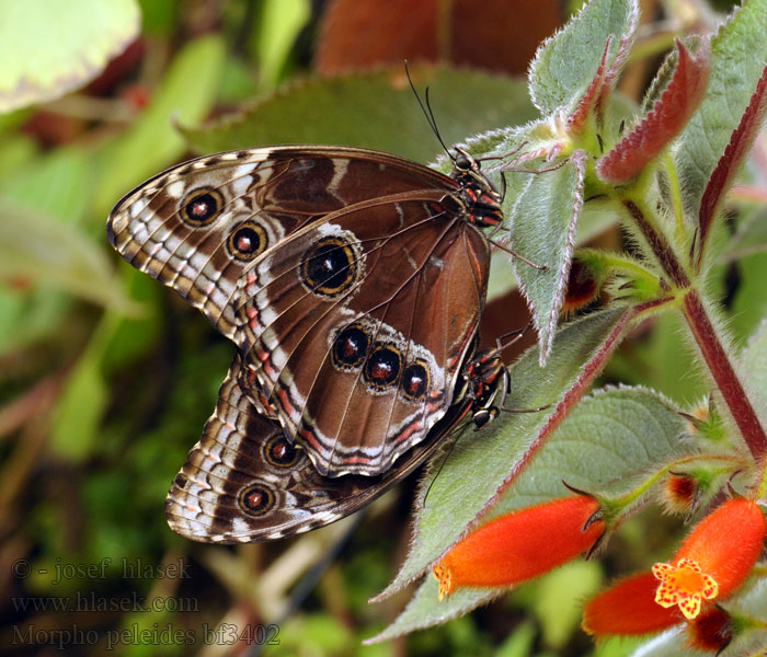 Morpho peleides Морфо Пелеида Morfo azul andina 黑框藍閃蝶