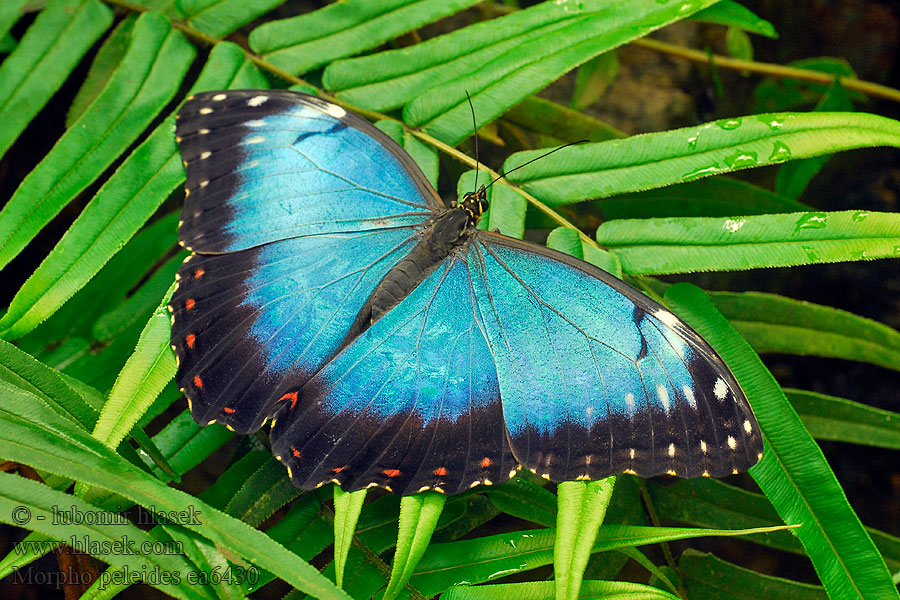 Morpho peleides