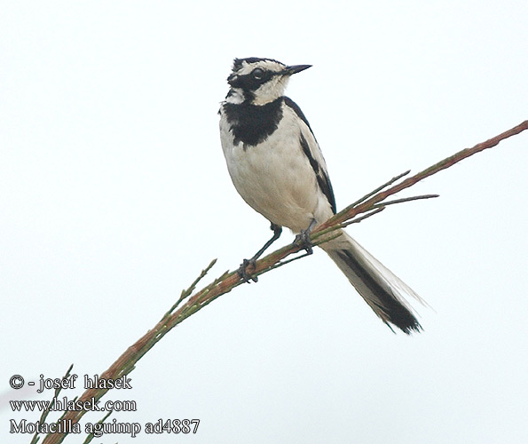 Motacilla aguimp African Pied Wagtail Afrikansk Vipstjert