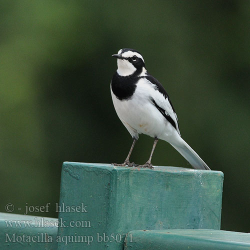 Motacilla aguimp Konipas africký