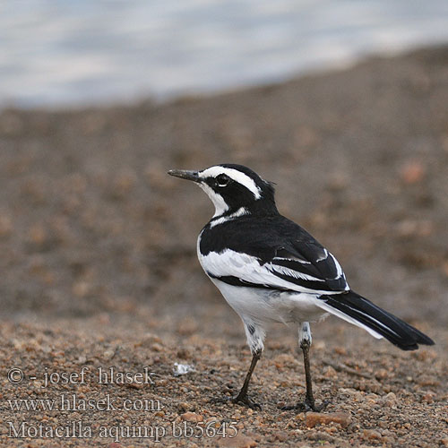 African Pied Wagtail Afrikansk Vipstjert Afrikanvästäräkki