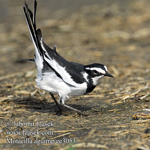 Motacilla aguimp ee3053