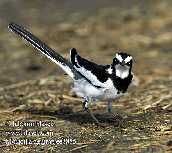 Bontkwikkie נחליאלי לבן אפריקאי Motacilla aguimp